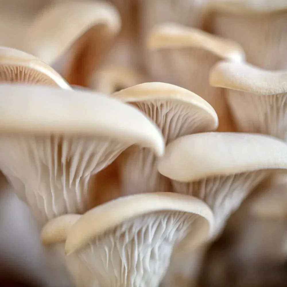 Organic Elm Oyster Mushroom Liquid Culture Syringe