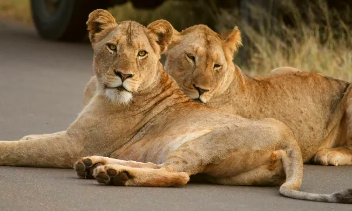 Western Cape: 2-Night Stay for Two including Breakfast & Dinner at Kruger Riverside Lodge